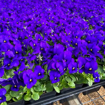  	Viola Sorbet Deep Blue Blotch F- индигово синьо (187)